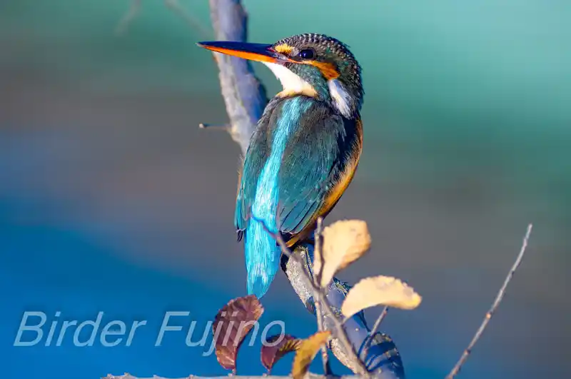 BLANCAで撮影したカワセミドアップ写真画像