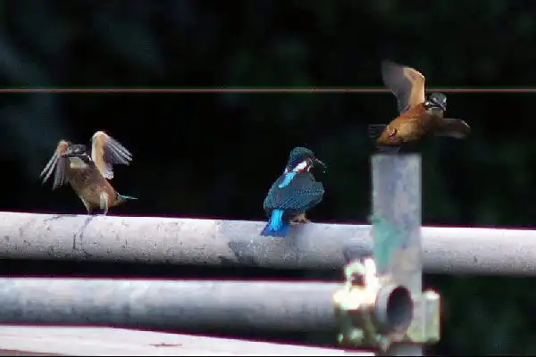 近くのカワセミPartⅣの写真画像