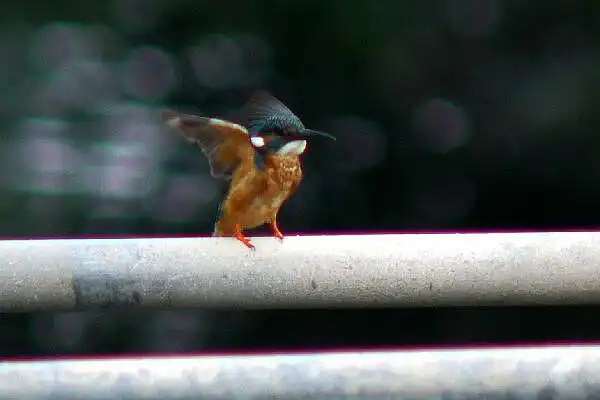 近くのカワセミPartⅣの写真画像