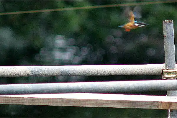 近くのカワセミPartⅣの写真画像