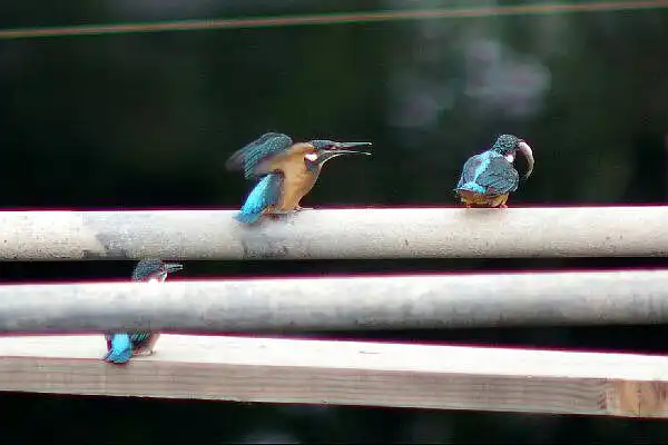 近くのカワセミPartⅣの写真画像
