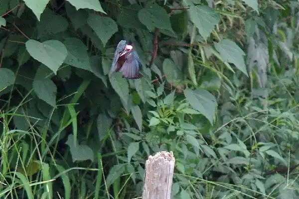近くのカワセミPartⅣの写真画像