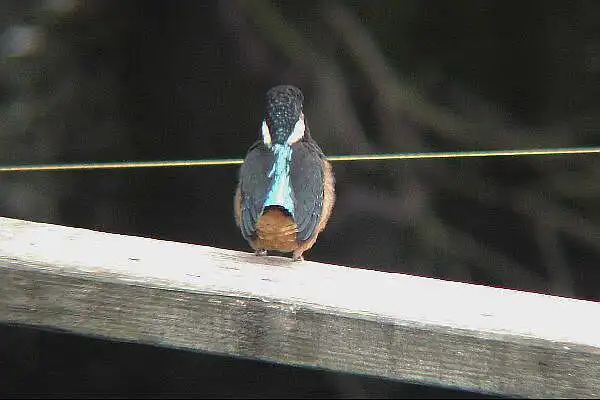 近くのカワセミPartⅣの写真画像