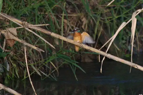 近くのカワセミＰａｒｔⅠのカワセミの野鳥写真画像