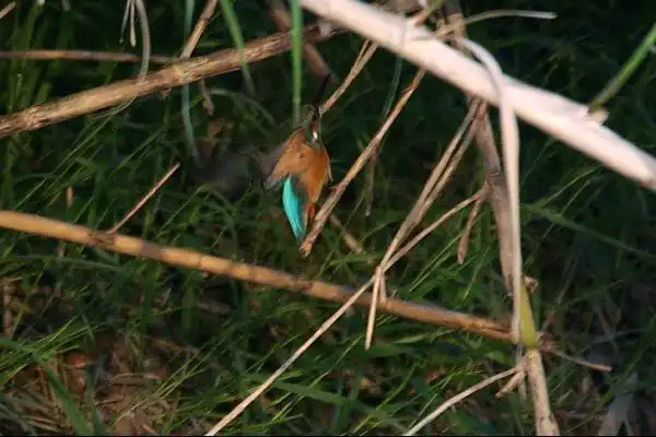 近くのカワセミＰａｒｔⅠのカワセミの野鳥写真画像