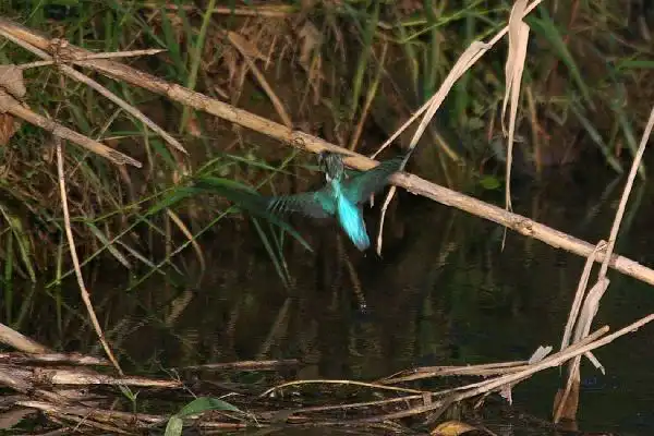 近くのカワセミＰａｒｔⅠのカワセミの野鳥写真画像