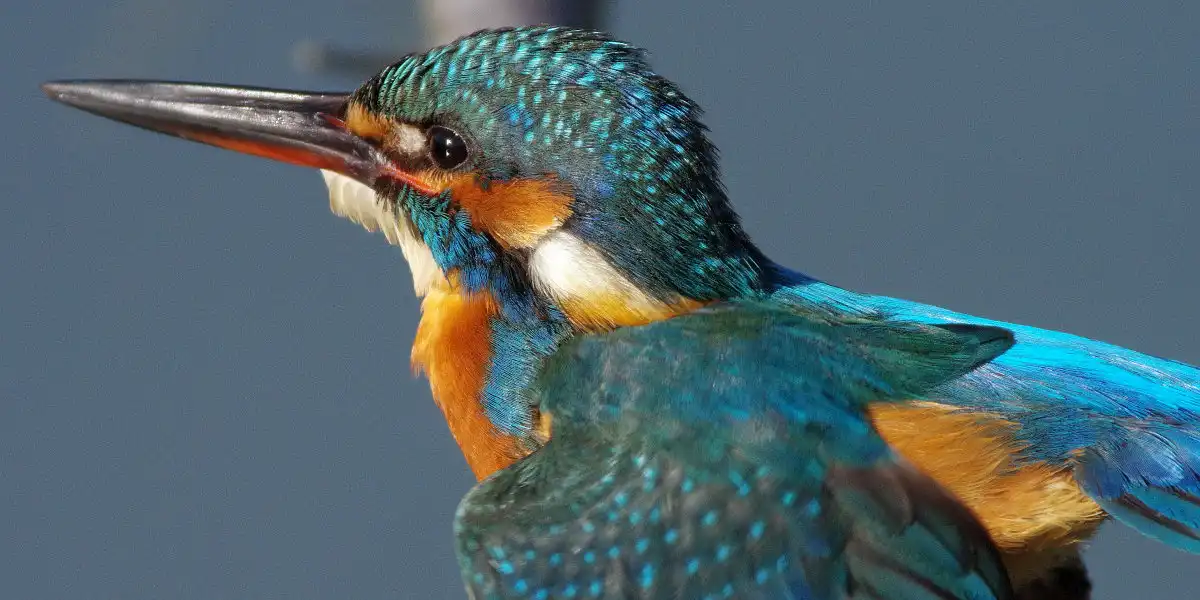 野鳥・カワセミ画像