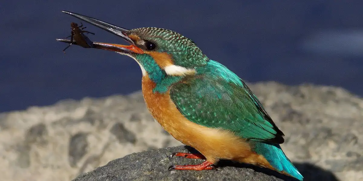 野鳥・カワセミ画像