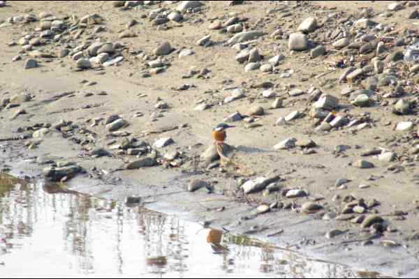 男里川のカワセミの野鳥写真画像