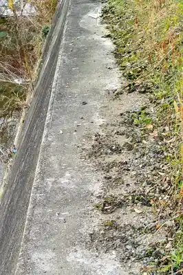 カワセミの写真画像