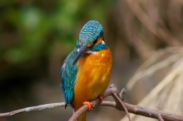 カワセミの写真画像