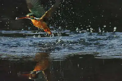 AFボーグ BORG101EDで撮影したカワセミの飛翔写真画像(トビモノ)