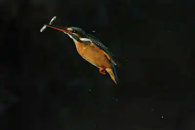 AFボーグ BORG101EDで撮影したカワセミの飛翔写真画像(トビモノ)