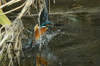 BORG45EDIIで撮影したカワセミの飛翔写真画像(トビモノ)