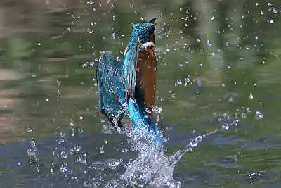 Tokina300mmF2.8で撮影したカワセミの飛翔写真画像(トビモノ)