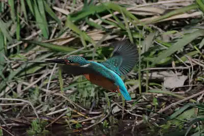 SMCP500mmF4.5で撮影したカワセミの飛翔写真画像(トビモノ)