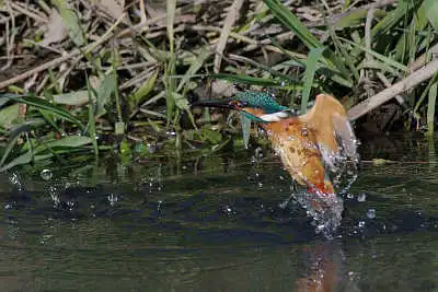 SMCP500mmF4.5で撮影したカワセミの飛翔写真画像(トビモノ)