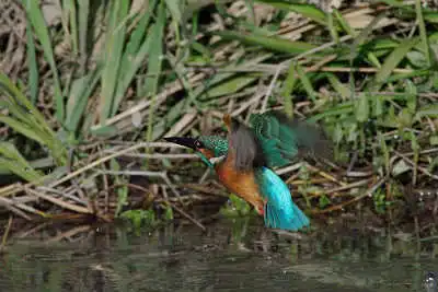 SMCP500mmF4.5で撮影したカワセミの飛翔写真画像(トビモノ)