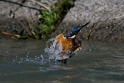 SMCP500mmF4.5で撮影したカワセミの飛翔写真画像(トビモノ)