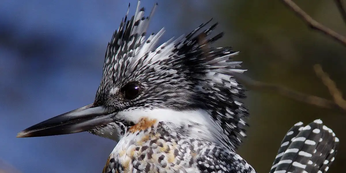 野鳥・カワセミ画像