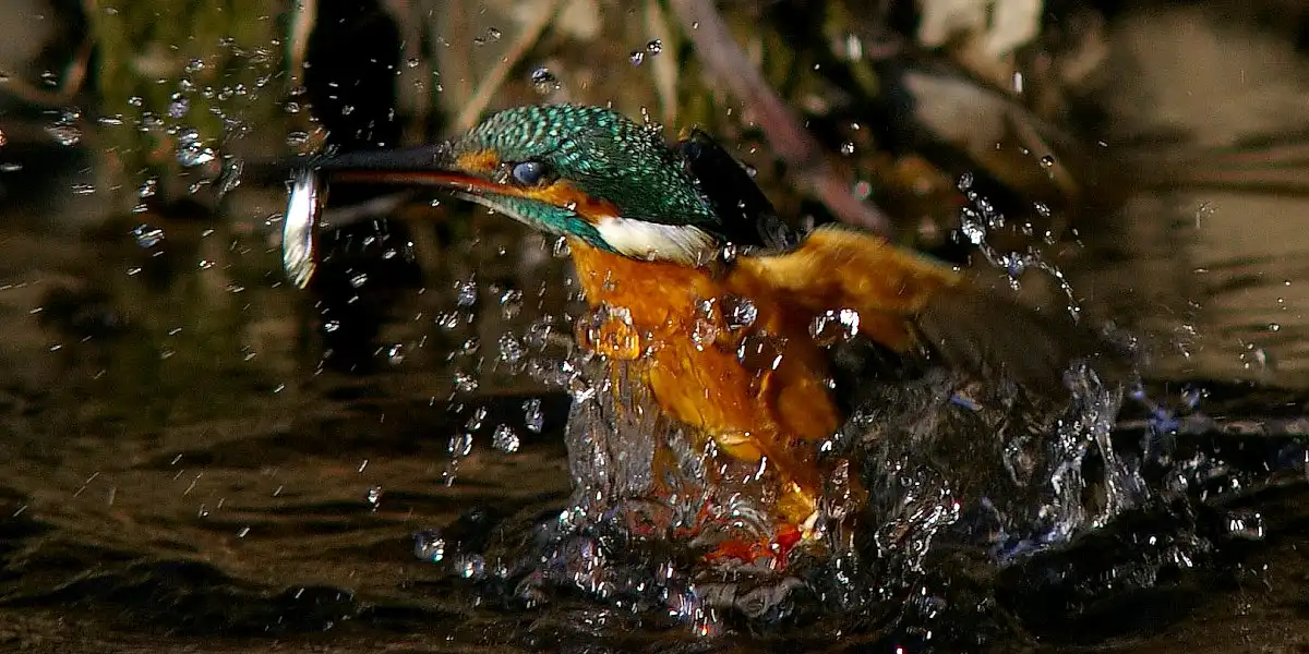 野鳥・ヤマセミ画像