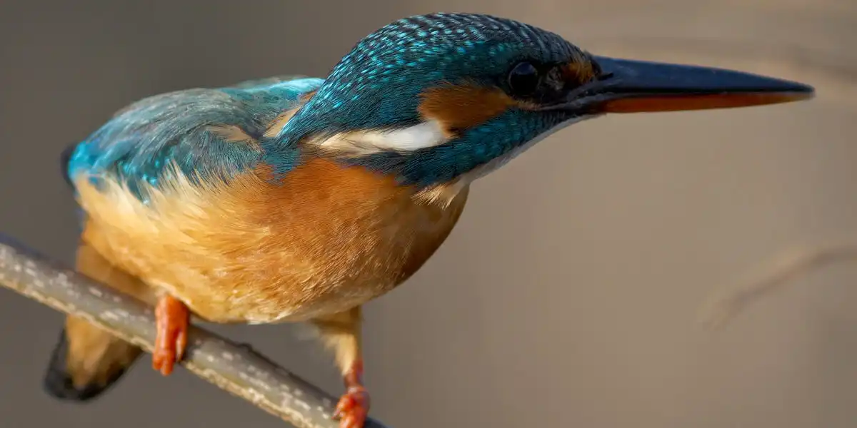 野鳥・カワセミ画像