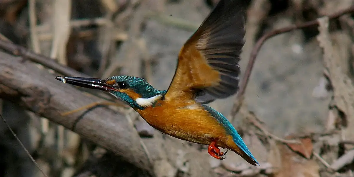 野鳥・カワセミ画像