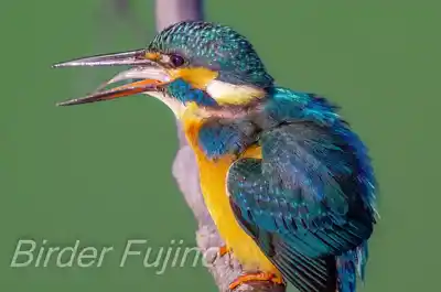 大きな魚を咥えるカワセミの画像