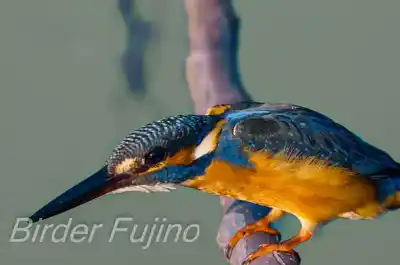 外敵を警戒するカワセミの画像