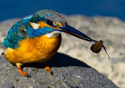 カワセミの獲物