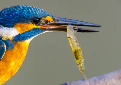 カワセミの獲物