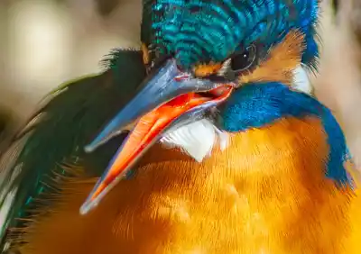 カワセミのくちばし