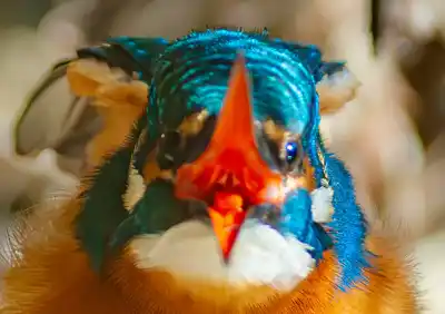 カワセミのくちばし