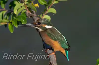カワセミの幼鳥