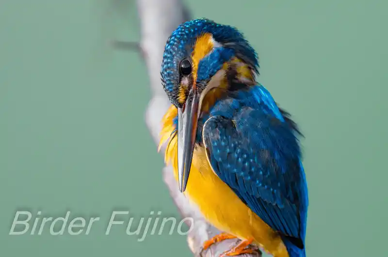 AFボーグ BORG71FLで撮影したカワセミの画像