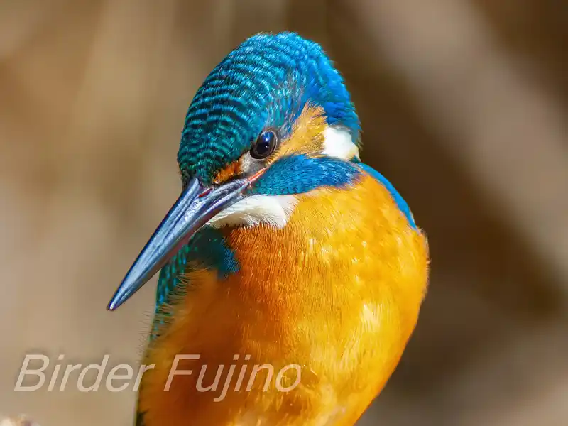 AFボーグ BORG71FLで撮影したカワセミの画像