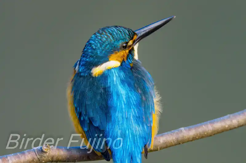 AFボーグ BORG71FLで撮影したカワセミの画像