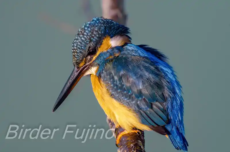 AFボーグ BORG71FLで撮影したカワセミの画像