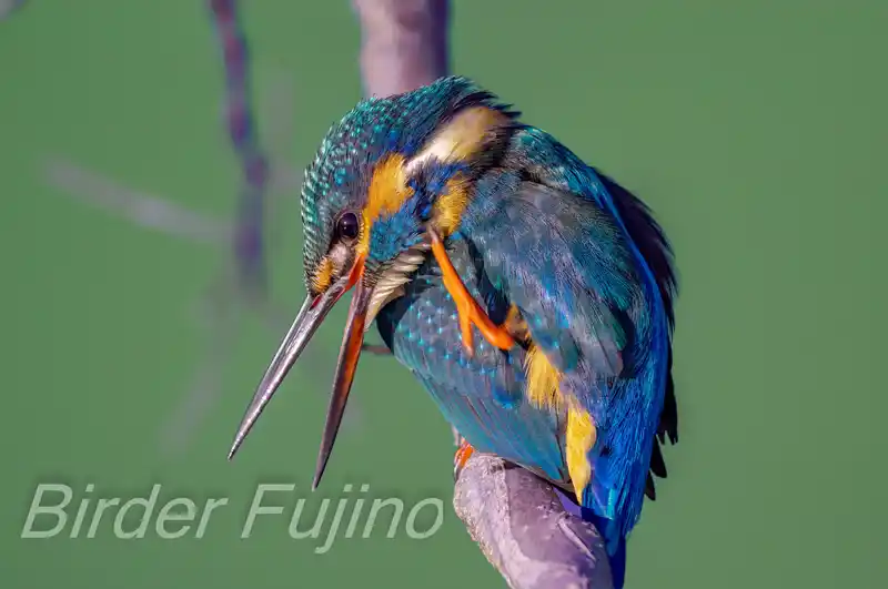 AFボーグ BORG71FLで撮影したカワセミの画像