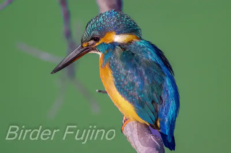 BORG1FLで撮影したカワセミの画像