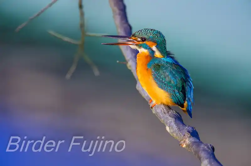 BORG1FLで撮影したカワセミの画像