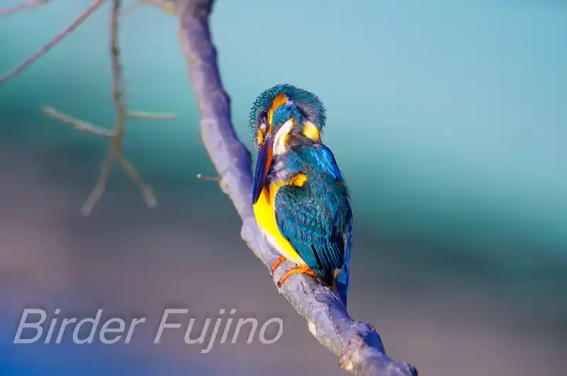 AFボーグ BORG71FLで撮影したカワセミの画像