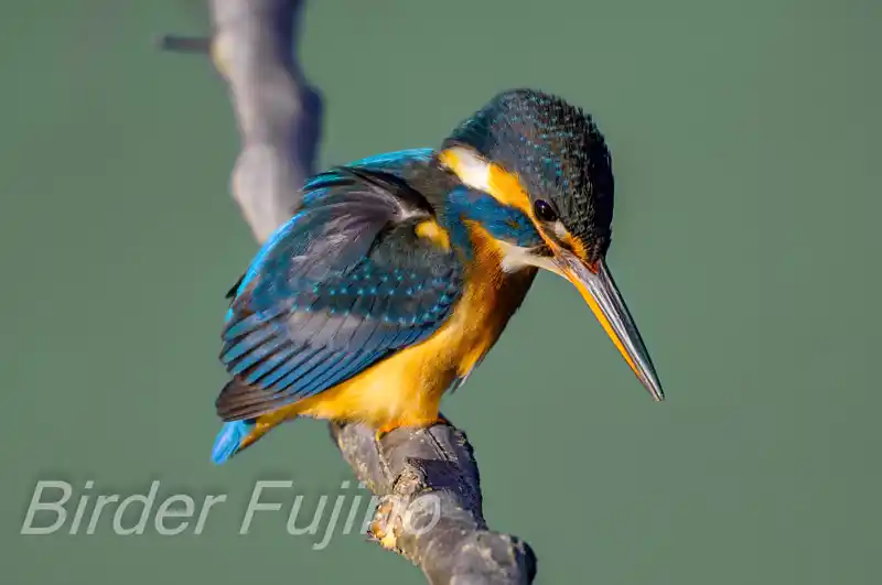 AFボーグ BORG71FLで撮影したカワセミの画像