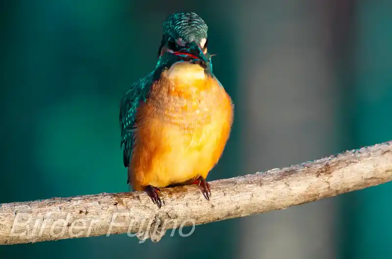 BLANCA-70EDで撮影したカワセミの画像