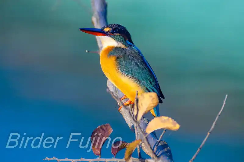 BLANCA-70EDで撮影したカワセミの画像