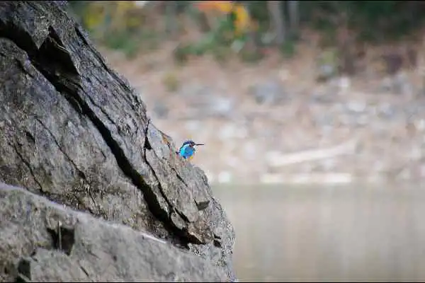 奈良吉野・津風呂湖のカワセミの野鳥写真画像