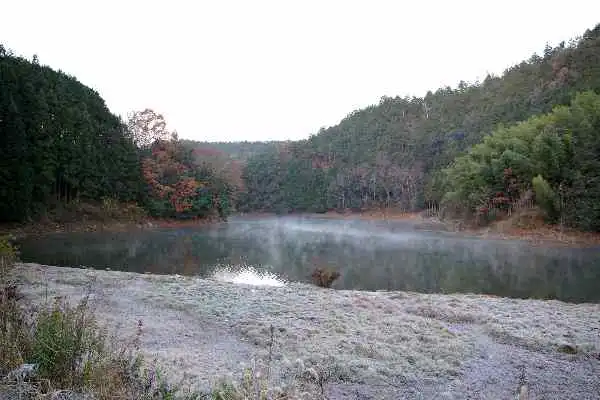 奈良吉野・津風呂湖のカワセミの野鳥写真画像