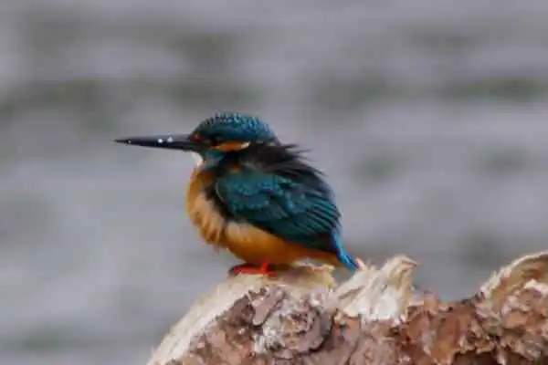 奈良吉野・津風呂湖のカワセミの野鳥写真画像