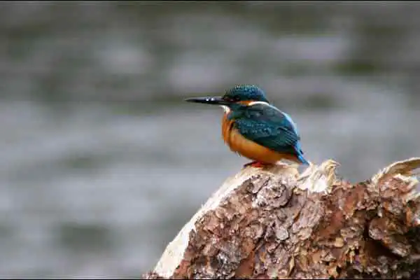 奈良吉野・津風呂湖のカワセミの野鳥写真画像