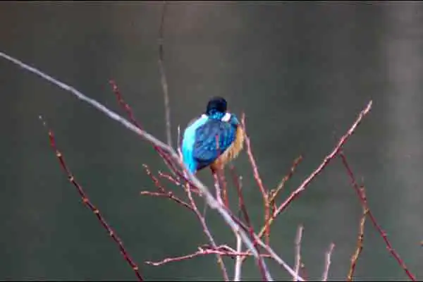 奈良吉野・津風呂湖のカワセミの野鳥写真画像